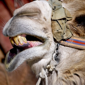 Tête de chameau bouche ouverte sur dents - Turquie  - collection de photos clin d'oeil, catégorie animaux